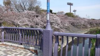 山崎川四季の道