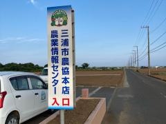 三浦市のみかん園