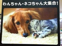 ペットショップＰＣＰ柏店