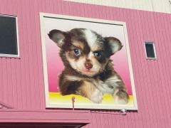 ペットン河内長野店