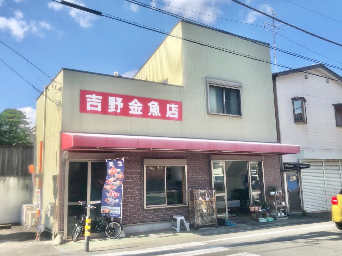 吉野金魚店