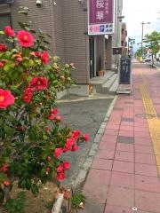 桜華