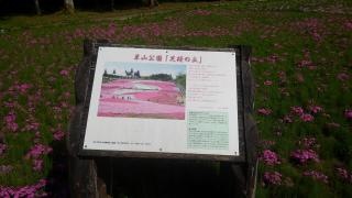 羊山公園（芝桜の丘）