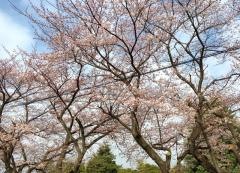 浅間台大公園