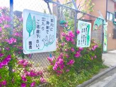 国立文化幼稚園