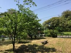大洲緑地愛鳥の森