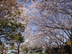 安川緑道
