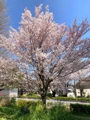 国立大学通り