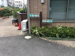 秋桜