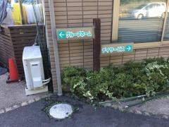秋桜