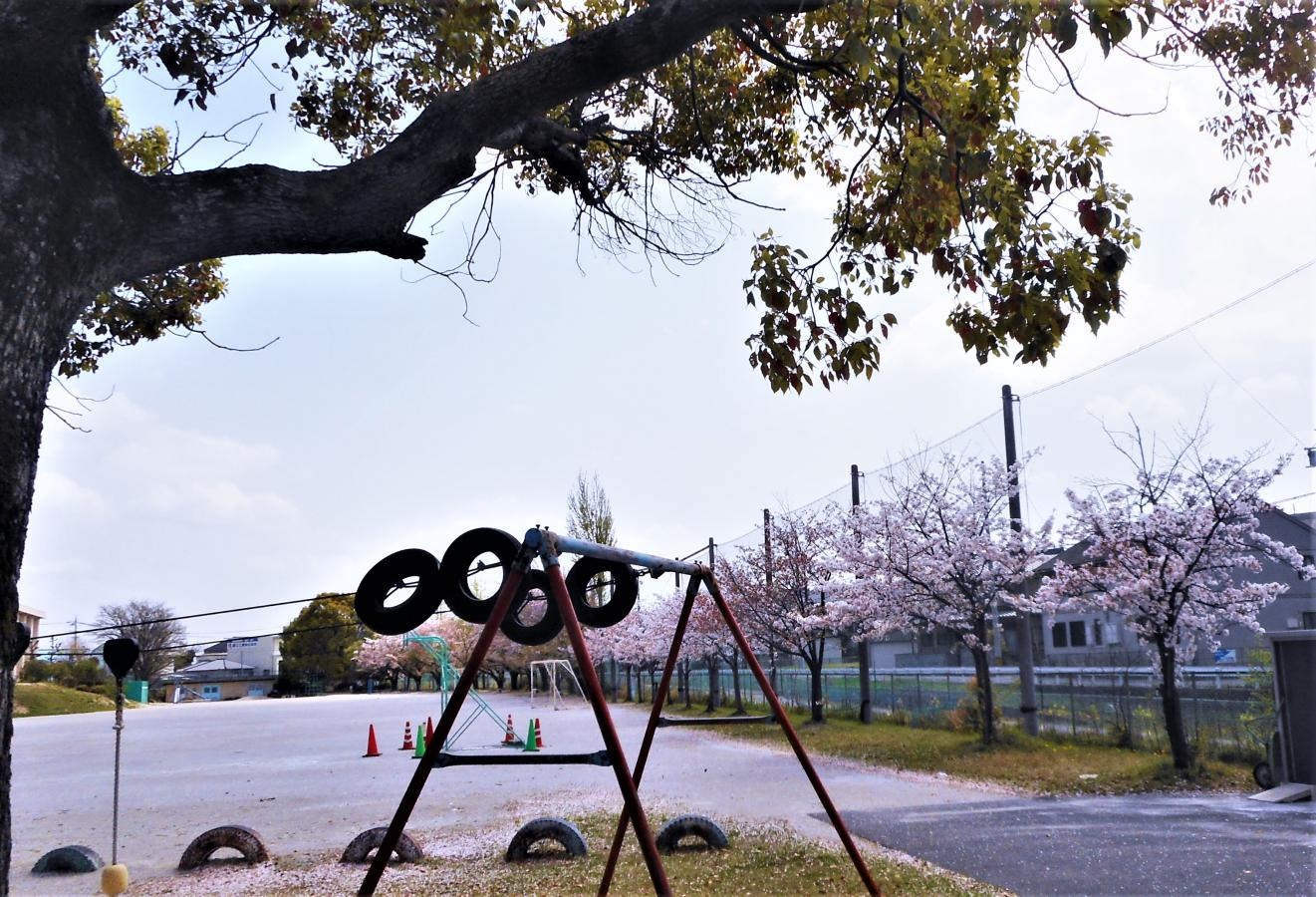 運動場の桜