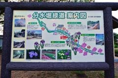 分水堀緑道