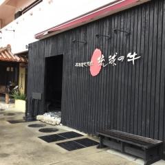 琉球の牛