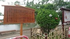 鎮国守国神社金魚まつり