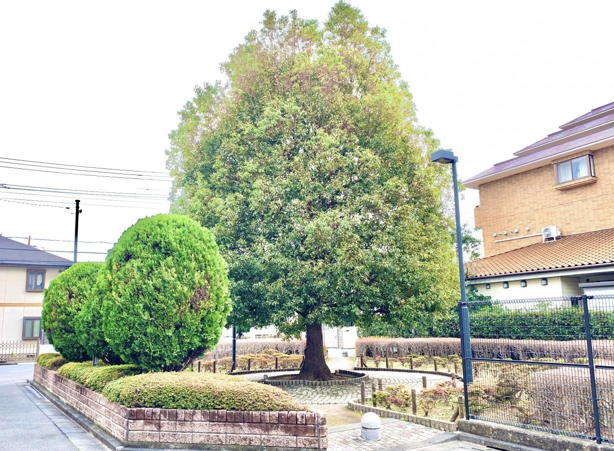 練馬区立関町南くすのき緑地の北側からの施設外観