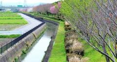 第4号逢妻川緑地