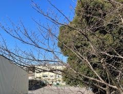 横浜市立南小学校