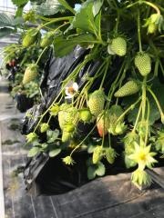 関ヶ原観光いちご狩り