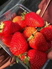 関ヶ原観光いちご狩り