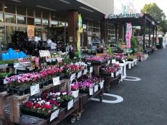 ＤＣＭ　東バイパス店