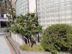 山田歯科医院