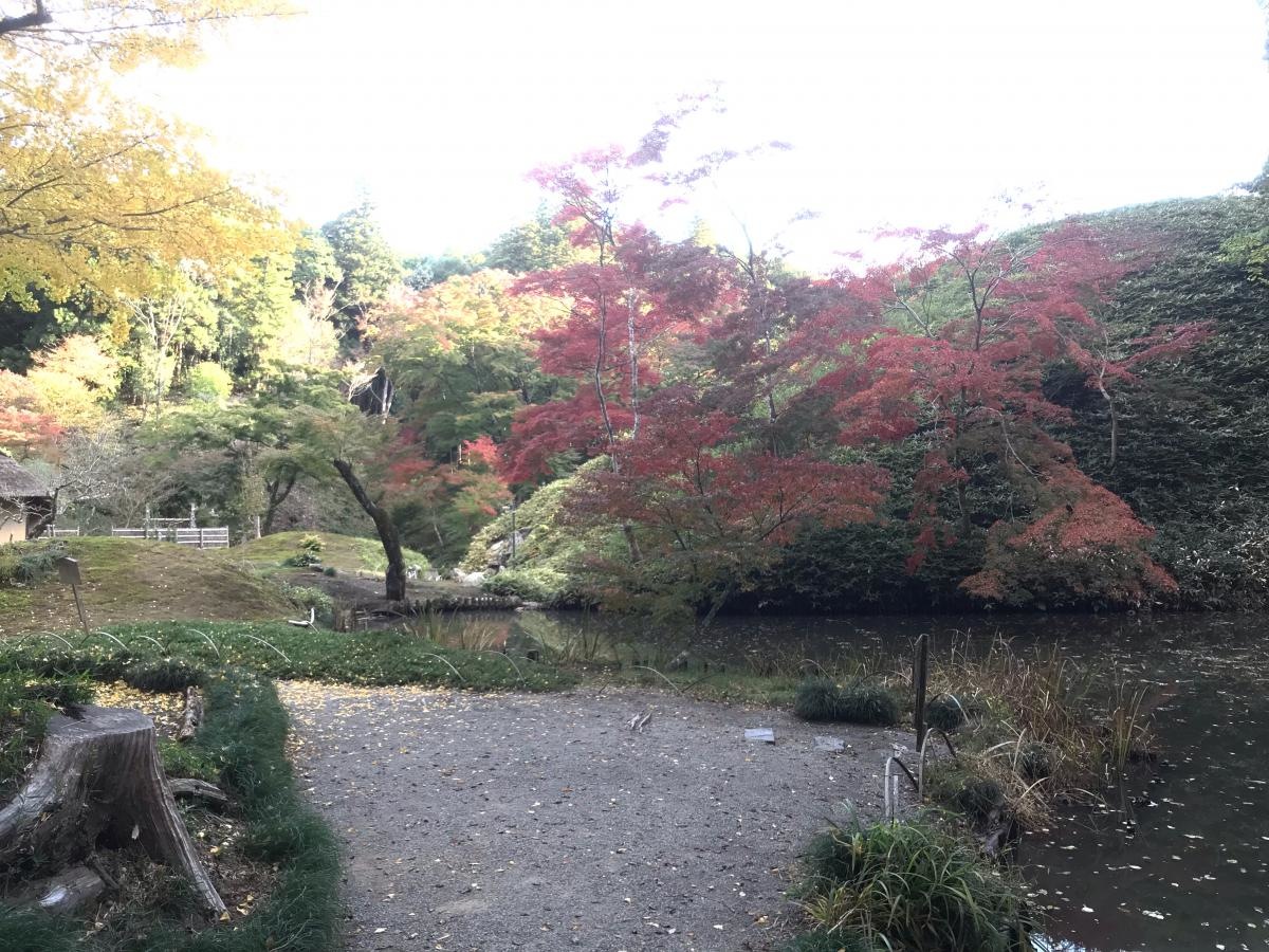 紅葉