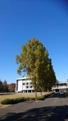 東北大学　川内キャンパス