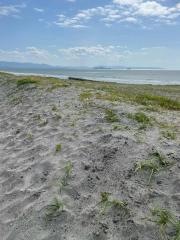 大崎海岸