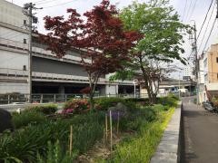 柳川街園