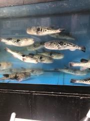 とらふぐ亭蒲田店