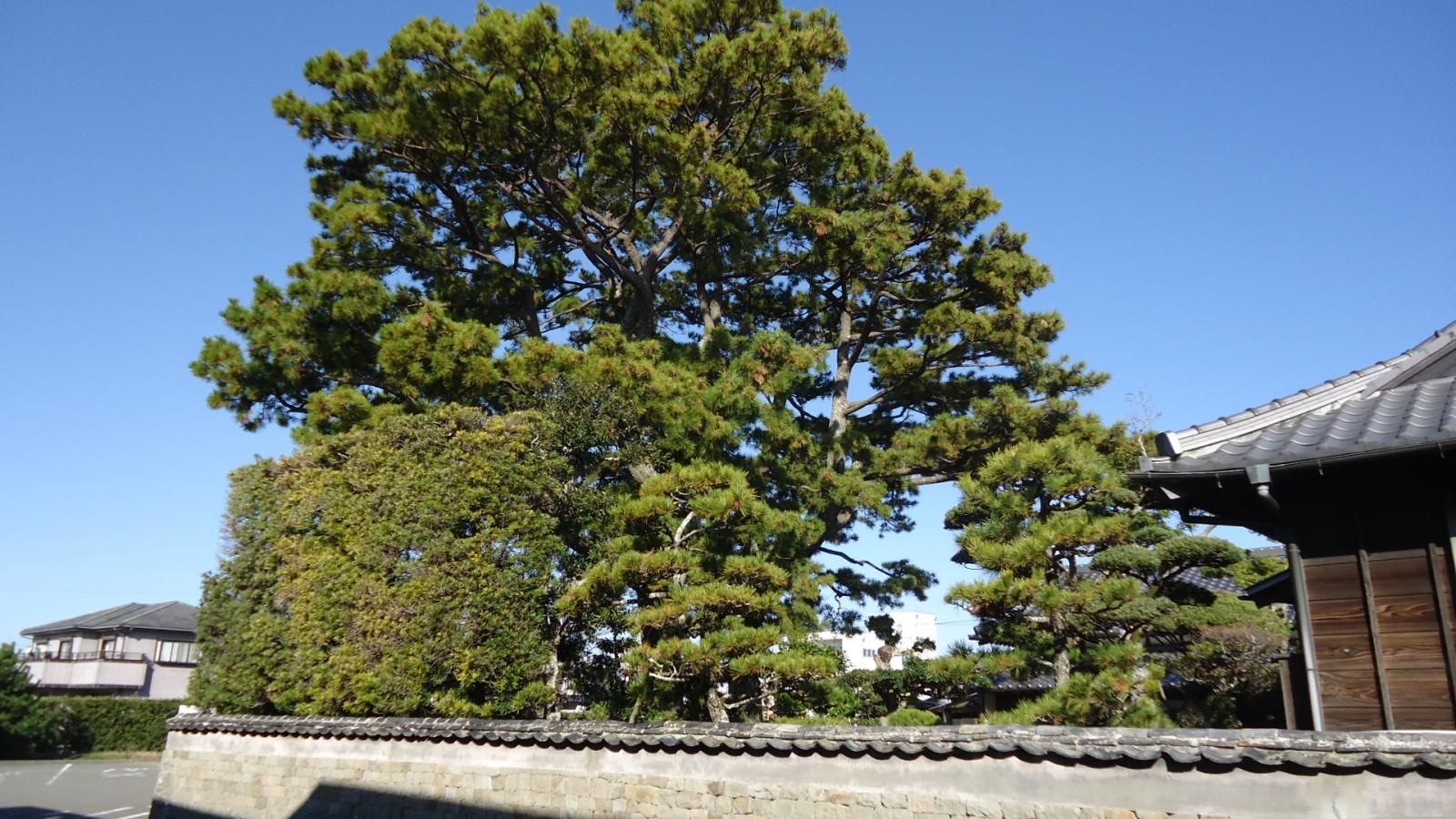 庭園の様子