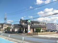 すぎの木