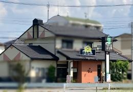 すぎの木
