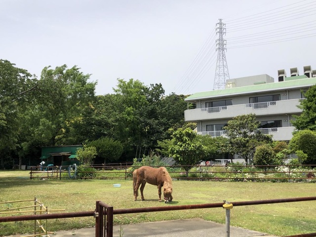 横須賀グリーンヒル 雰囲気