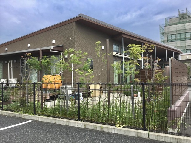 マロニエの樹