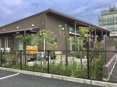 マロニエの樹