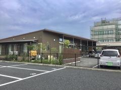 マロニエの樹