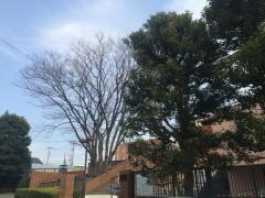 私立浦和明の星女子中学校