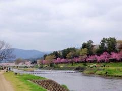 賀茂川