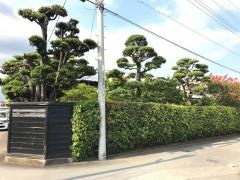 ｉｒｏｄｏｒｉ