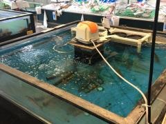 綿半魚類一宮漁港