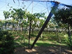 西野巨峰園