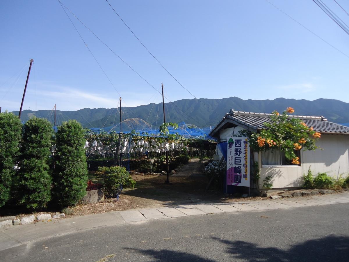 西野巨峰園