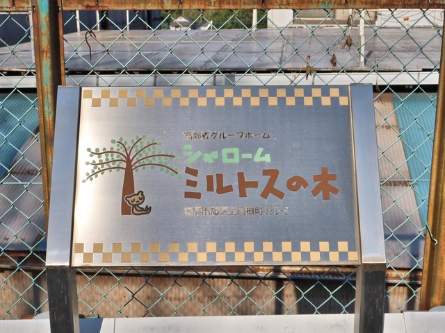 シャローム・ミルトスの木