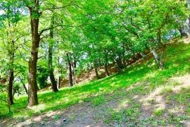 松ノ下公園