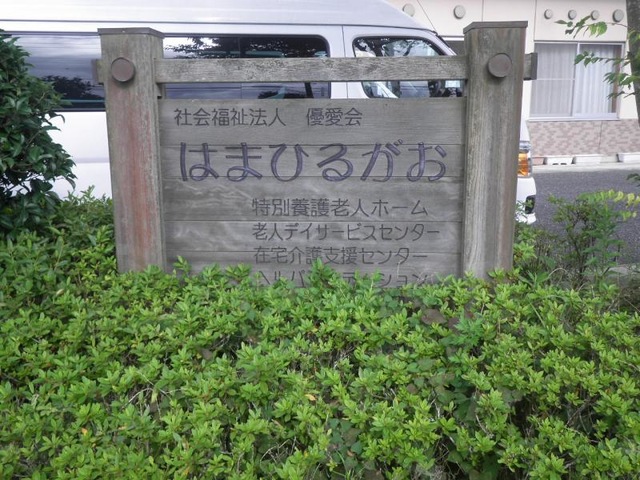 はまひるがお