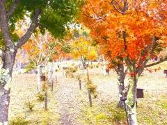 山中湖花の都公園