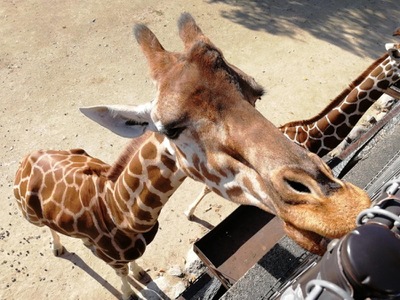 旅探 たびたん 姫路セントラルパーク 姫路市豊富町神谷