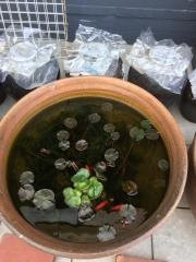 麺ずクラブ上海