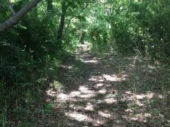 羽木上森林公園